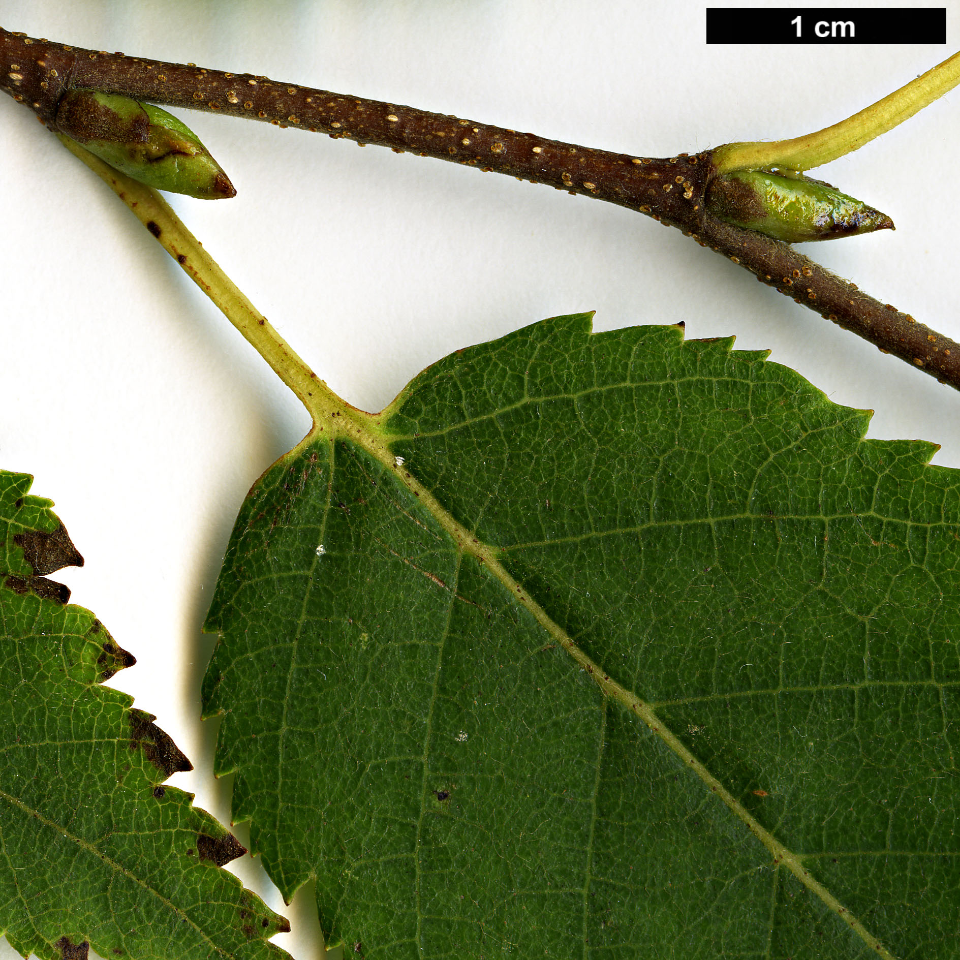 High resolution image: Family: Betulaceae - Genus: Betula - Taxon: utilis - SpeciesSub: subsp. albosinensis